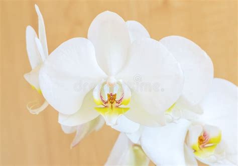 White Phalaenopsis Orchid Flower Phalaenopsis Amabilis Commonly Known