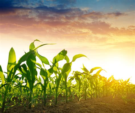 3 Best Agriculture Stocks To Buy The Motley Fool