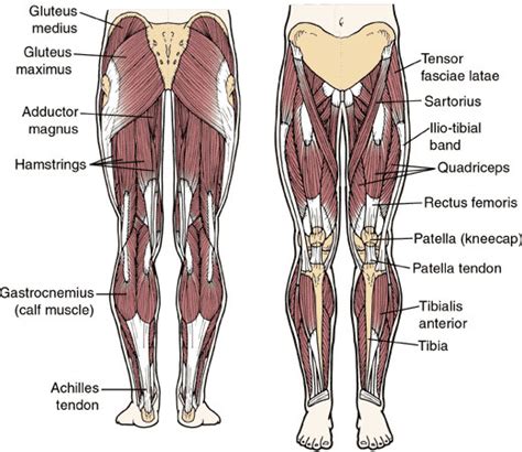 The human leg, in the general word sense, is the entire lower limb of the human body, including the foot, thigh and even the hip or gluteal region. A weight off my mind!: Salmon and muscles ... alive alive o!!!