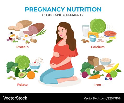 Pregnancy Nutrition Infographic Elements In Flat Vector Image