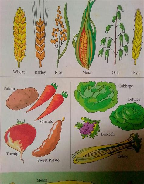 Open Learning Centre Classification Of Crops Distribution And Uses Of