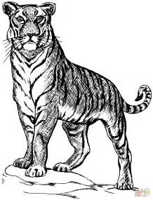 Sbadiglio 43 Free Printable Tiger Coloring Pages Pictures Twist
