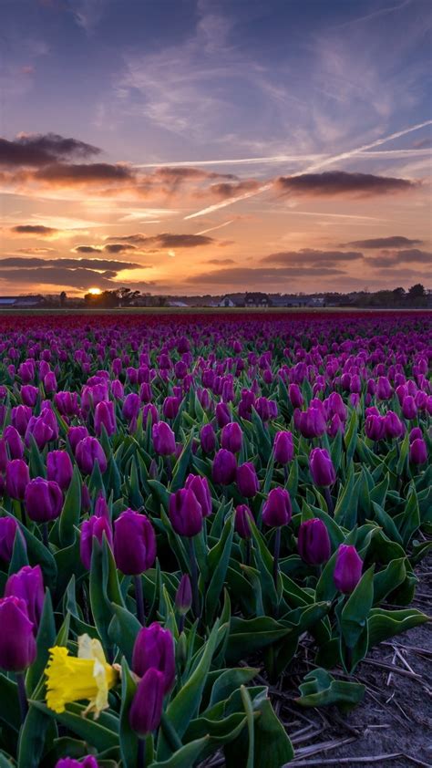 Download 1080x1920 Purple Tulips Field Path Sunset