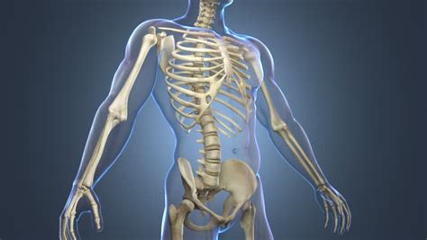 Skeletal System Komplett Animasjon Kropp Gjennomsiktig