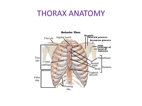 Solution Thorax Notes Anatomy Studypool