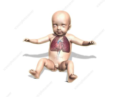 Newborn Baby Anatomical Artwork Stock Image C Science