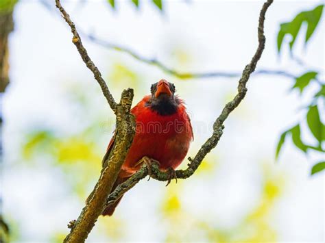 Close Up Shot Of Bald Head Northern Cardinal On A Tree Stock Image