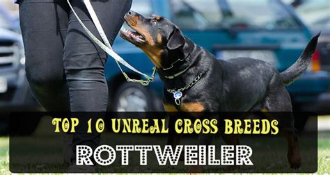 Top 10 Unreal Rottweiler Cross Breeds Mix Breeds