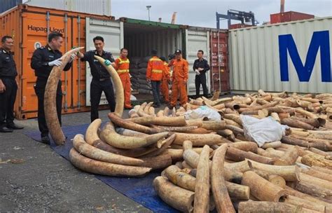 Hai Phong Customs Seizes 7 Tons Of Smuggled Ivory