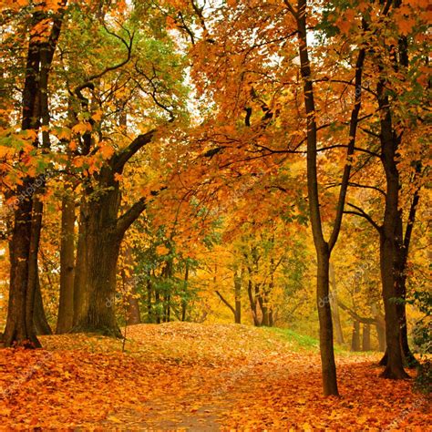 Valley In Autumn Park — Stock Photo © Dmitryrukhlenko 4517331