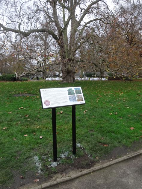 The Great Plane Brunswick Square Bloomsbury Squares And Gardens