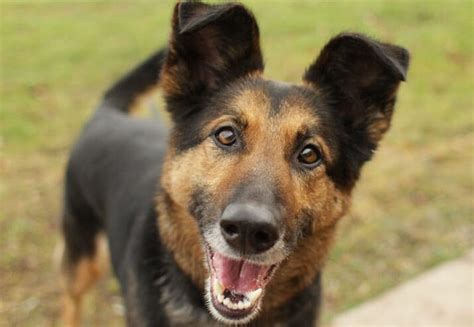 Best German Shepherd Mix Breeds 10 Dogs Youll Adore In 2019