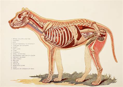Internal organs include the vas deferens, prostate and urethra. Internal Organs Of A Male Dog. From Photograph by Ken Welsh