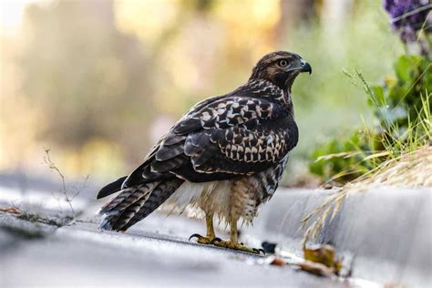 Hawks In Indiana 7 Species With Pictures Wild Bird World