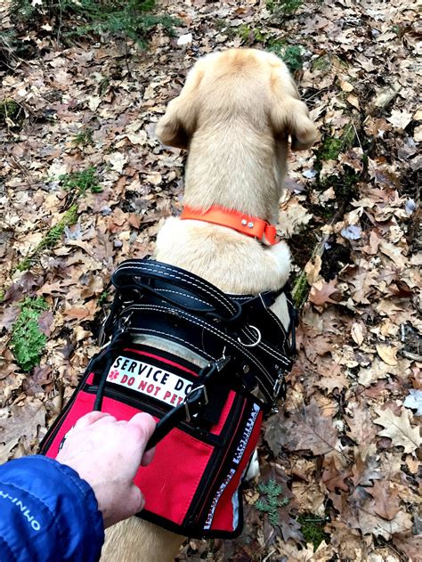 Balance Assistance Harness™ For Service Dogs Bold Lead Designs