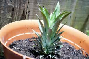 How To Grow Pineapple Growing Pineapple Plant In
