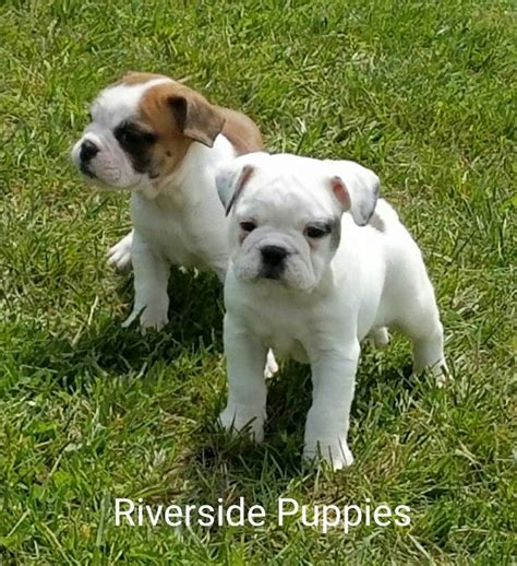 She is a happy playful puppy looking for riverside puppies ohio. Mini Bulldog from Riverside Puppies | Mini bulldog, Puppies, Bulldog