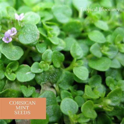 Us Free Shipping Corsican Mint Mentha Requienii Herb Fragrant Etsy