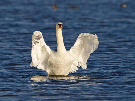 Photobrothers Ugly Duckling To Swan Lake