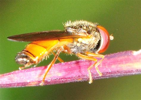 Small Yellow Hover Fly - ? Melanostoma sp.