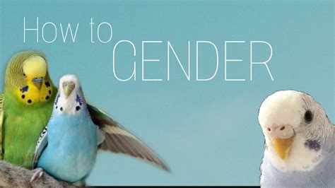 How To Gender Lovebird Parakeets Budgie Part Ii Youtube