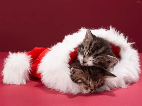 Two Kittens Cuddle Together In A Santa Hat On A Pink Surface With Red Background