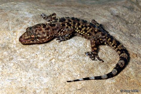 Mediterranean House Gecko Hemidactylus Turcicus