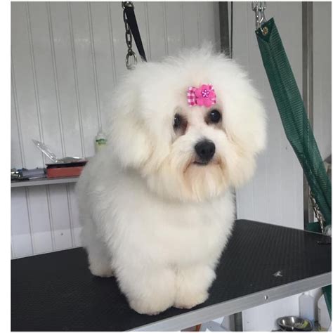 K9 Heaven Grooming Salon