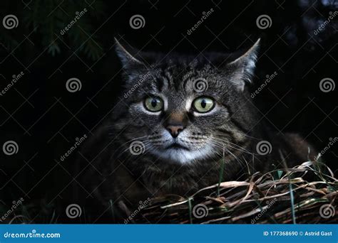 A Cat Chasing By Night Stock Photo Image Of Animal 177368690