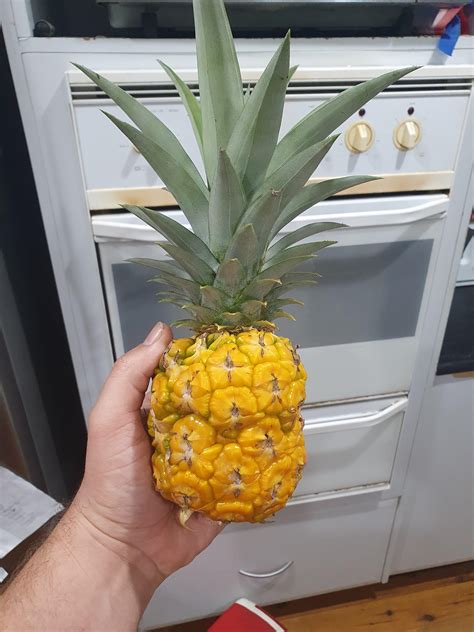 My Pineapple Grown From A Cut Off Supermarket Top Rgardening