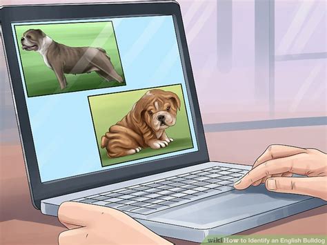 For tail trouble, surgery isn't the only option. 3 Ways to Identify an English Bulldog - wikiHow