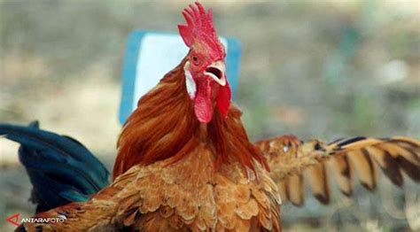 Secara umum dapat melatih daya kreatifitas dan imajinasi anak sehingga dapat mengetahui. 18++ Gambar Ayam Jago Hitam Putih - Cari Gambar Keren HD