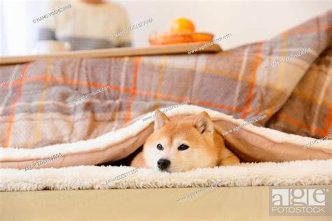 Shiba Inu Dog Under Kotatsu Table Stock Photo Picture And Rights