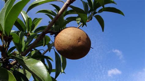 Sapodilla How To Eat It What Does It Taste Like