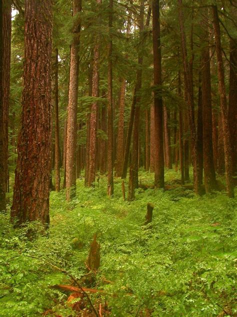10 Most Amazing And Beautiful Forests In The World