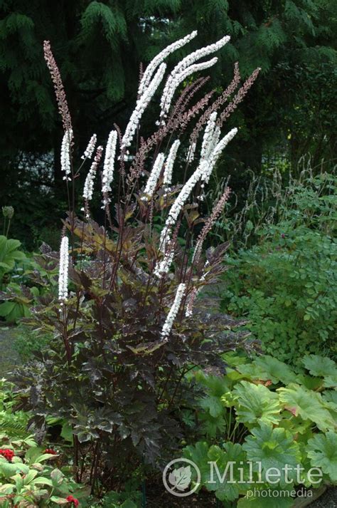 The Garden Manscape An American Gladiator Actaea Simplex