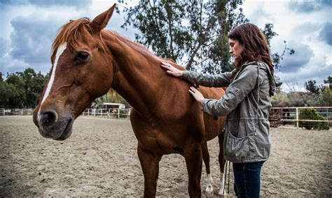 Horses That Heal How Equine Therapy Is Helping People Find Peace Of