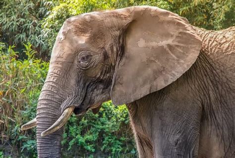 Elefante Africano Características Hábitat Y Más Fotos
