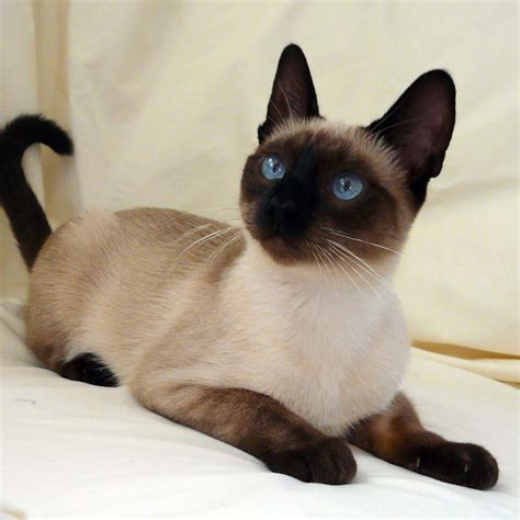 Seal Point Traditional Siamese -- wow such bright blue eyes. I miss my