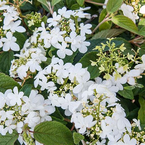 Lily Brooker White Flowering Shrubs Uk Bergenia Bressingham White