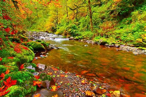 Forest Stream Forest Rocks Colorful Autumn Mountain Leaves Calm