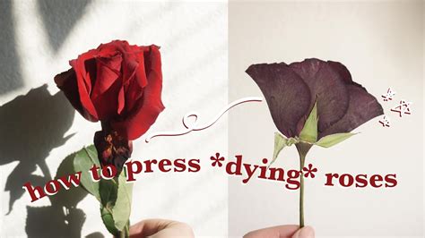 How To Press Dying Roses Fast And Easy A Freebie To Help You Press