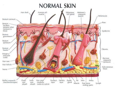 How many colors are there in the human rainbow? Skin diagram labeled