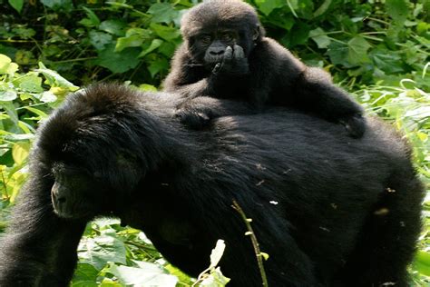 Mountain Gorillas Information In Uganda — African Safaris