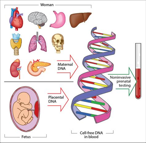 Noninvasive Prenatal Testing For Fetal Aneuploidy And Single Gene