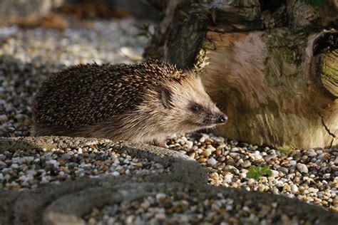 Igel Haustier Tier Kostenloses Foto Auf Pixabay