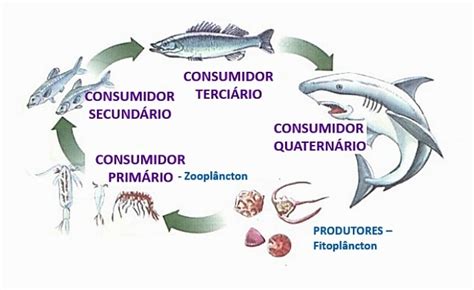 Cadena Alimentaria Que Es Acu Tica Y Terrestre Definiciones Y Conceptos