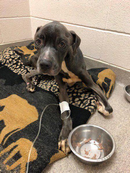 Abandoned Dog Recovering Shelter Says Local News Times