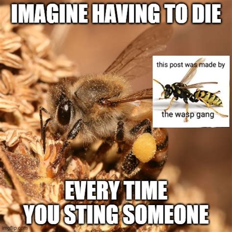 Improved Bee Meme Rmemes