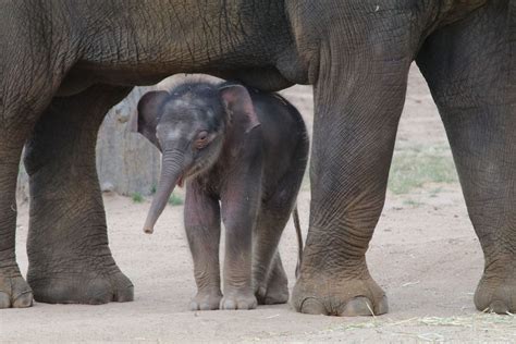 Baby Asian Elephant Makes His Public Debut Animal Fact Guide